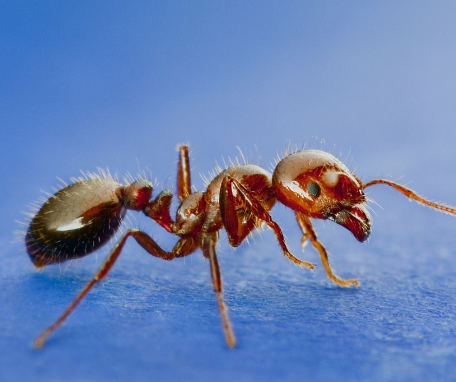 Ant control treatment in Gauteng home