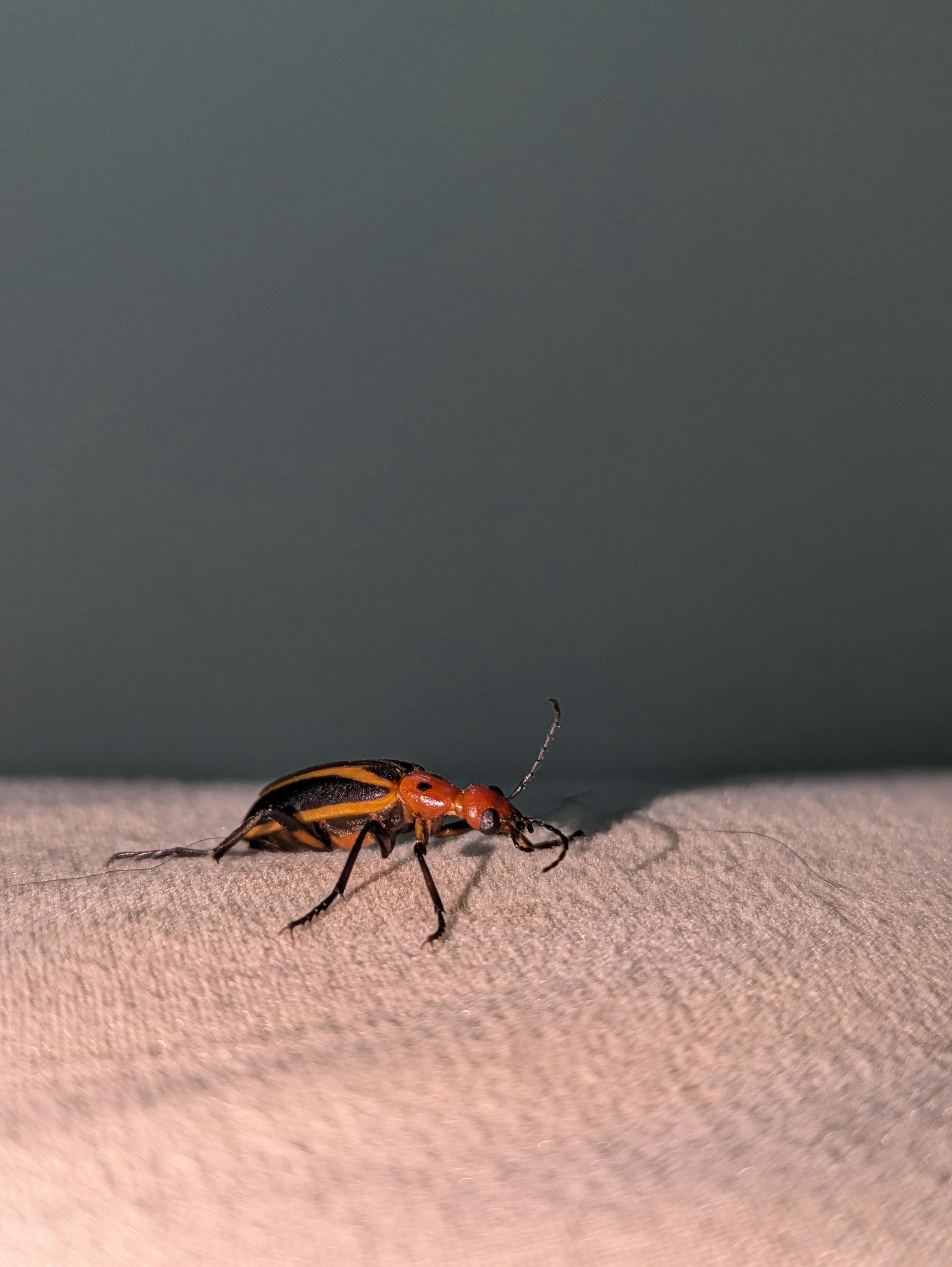 Bed Bugs control Gauteng