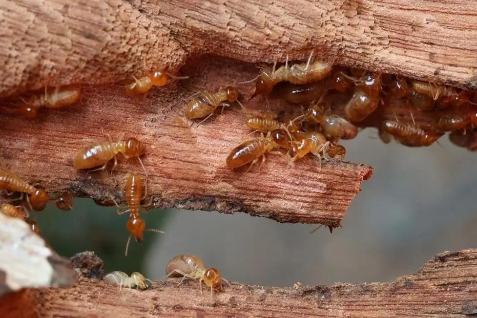 Termite damage to timber structure in Gauteng home
