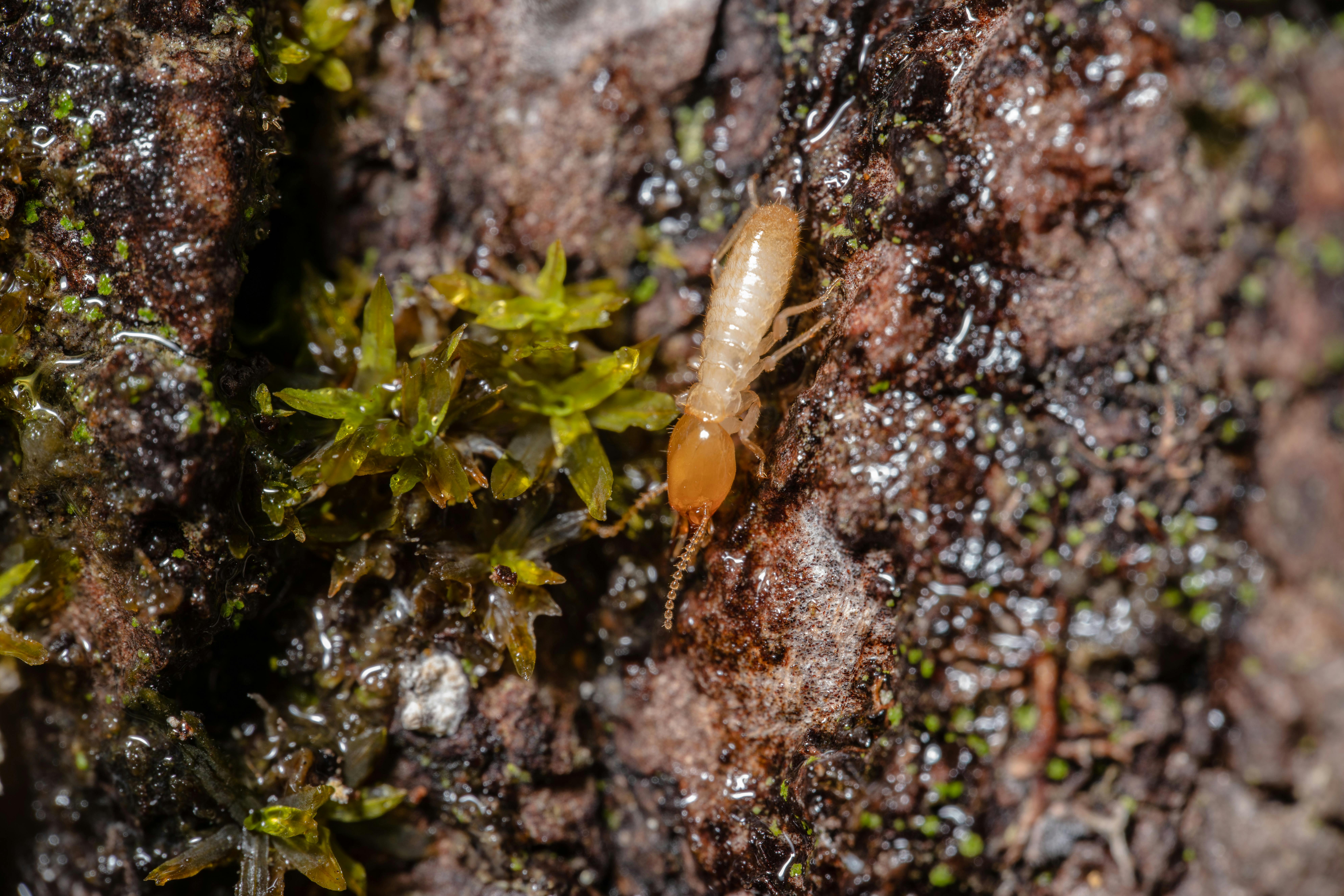 Termites control Gauteng
