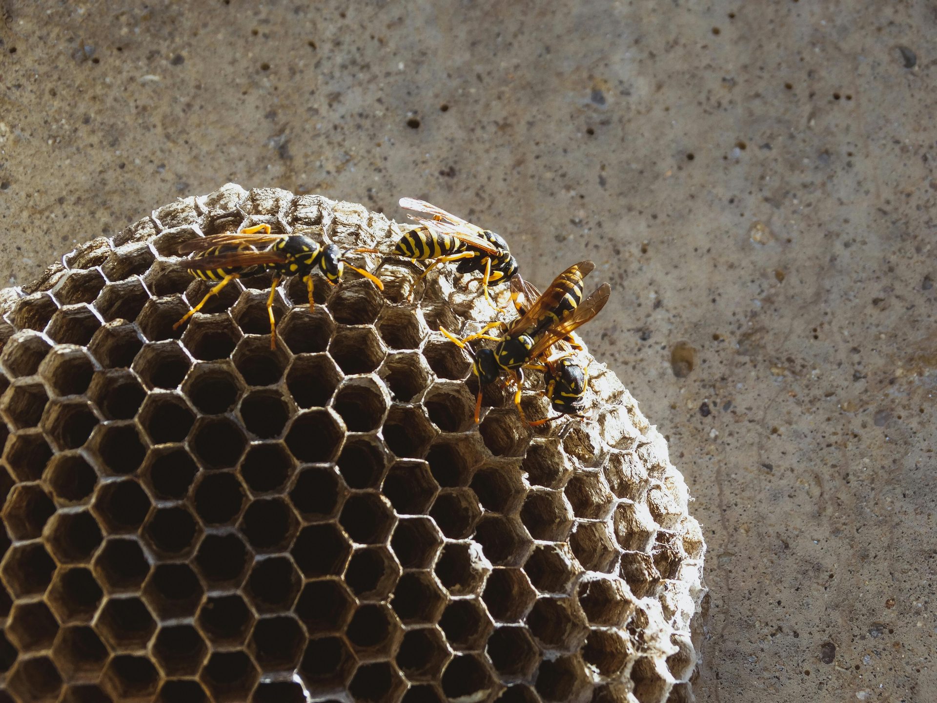 Professional wasp nest removal in Gauteng