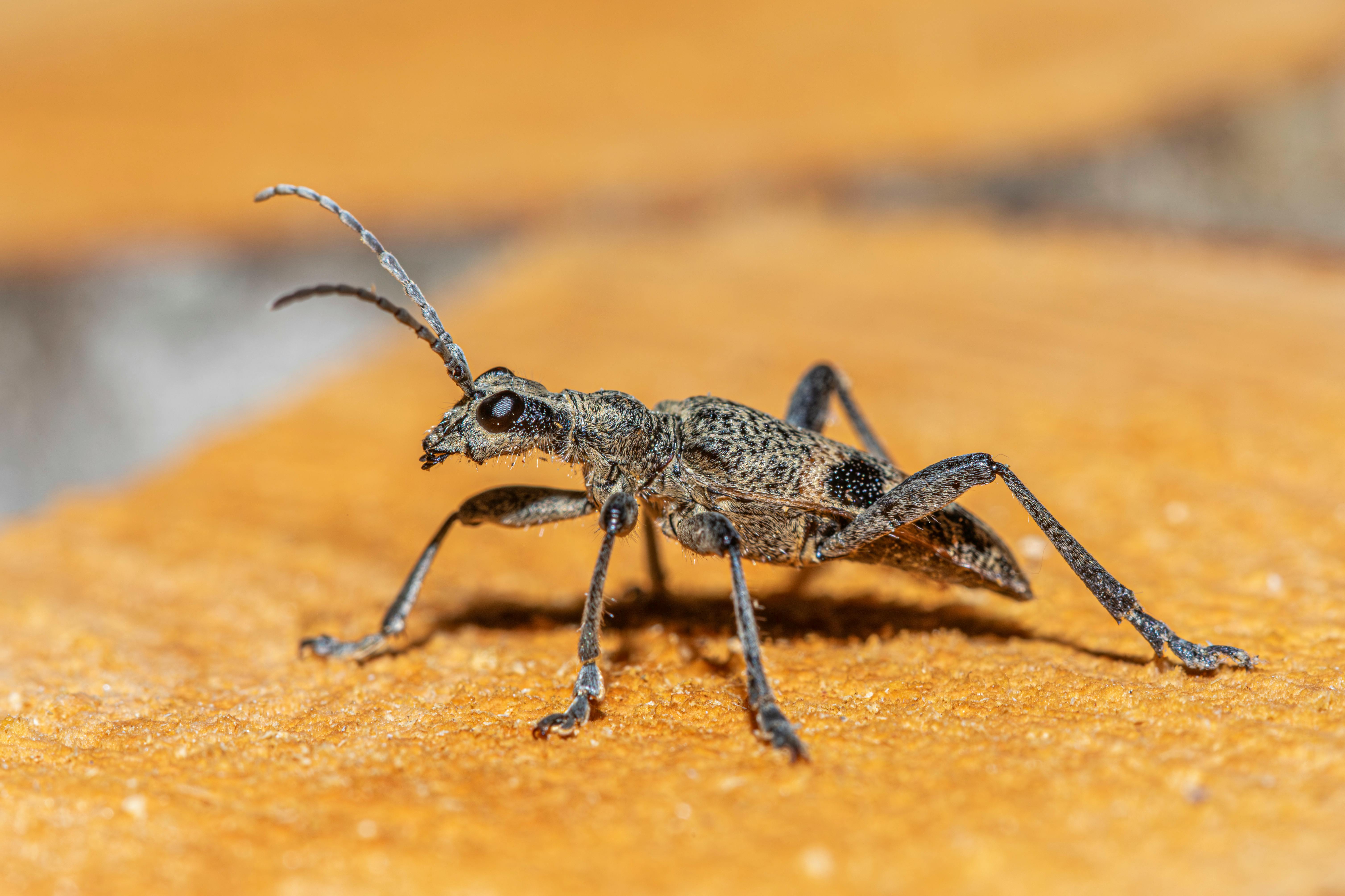 Wood Borers control Gauteng